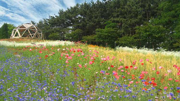 팜카밀레 허브농원